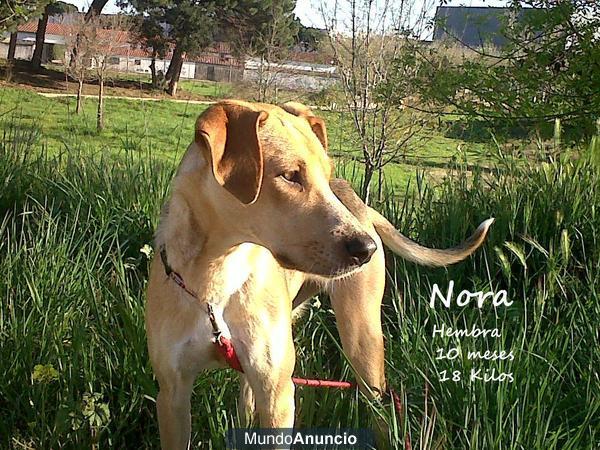 NORA, TIENE 10 MESES Y BUSCA FAMILIA QUE LA QUIERA