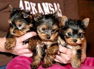 pequeña taza de té cachorros yorkie para su aprobación