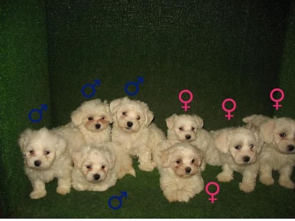 PRECIOSOS CACHORROS DE BICHON MALTES 280