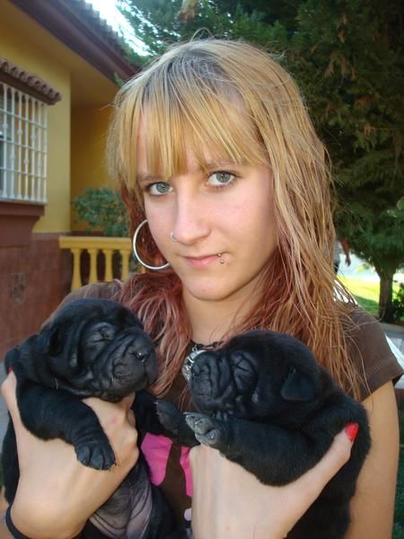 Se venden cachorros Shar-peis