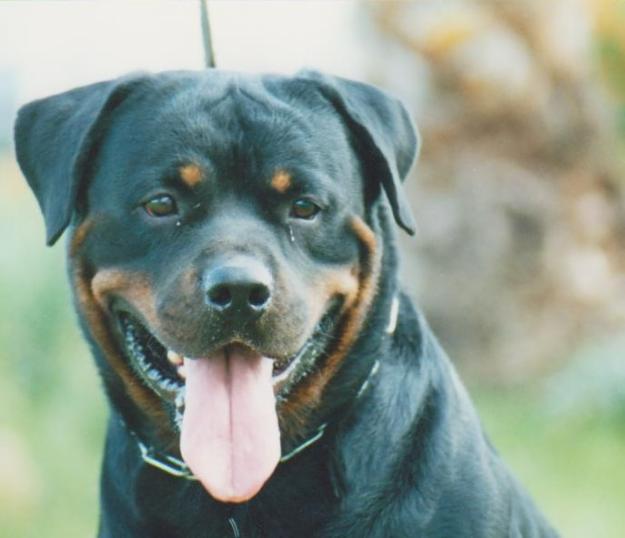 VENTA DE ROTTWEILER