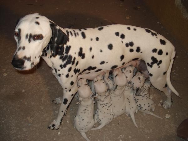 se vende cachorra dalmata 190 euros