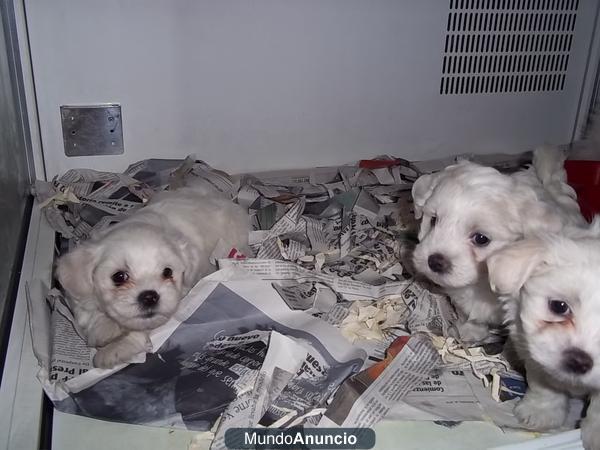 Bichon Maltes machos y hembras a 315 euros