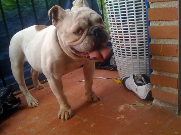 busco macho bulldog ingles para monta