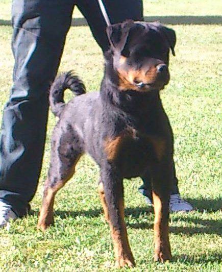 Cachorra de Rottweiler