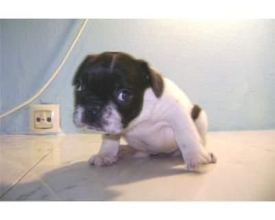 Cachorrita de bulldog frances