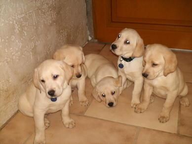 Cachorros Labrador arena