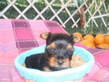 Cachorros Yorkshire Terrier.