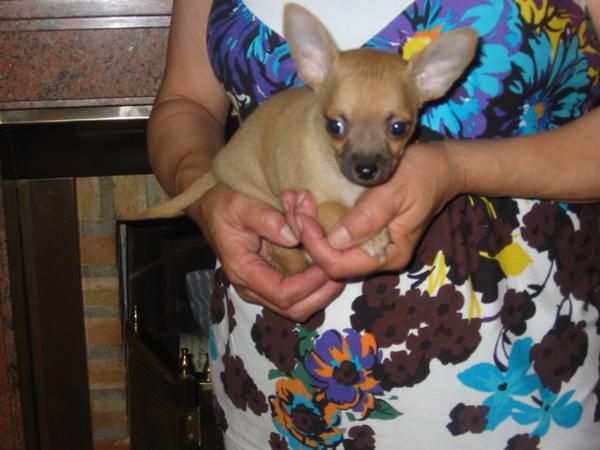 Chihuahuas,cachorros,buen precio y calidad.