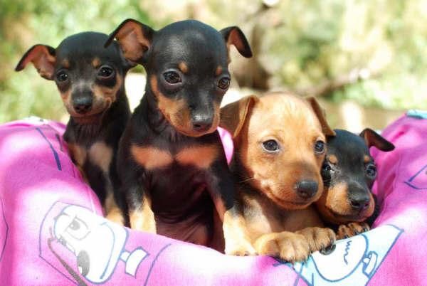 Economicos Mini pincher, cachorros de 2 meses