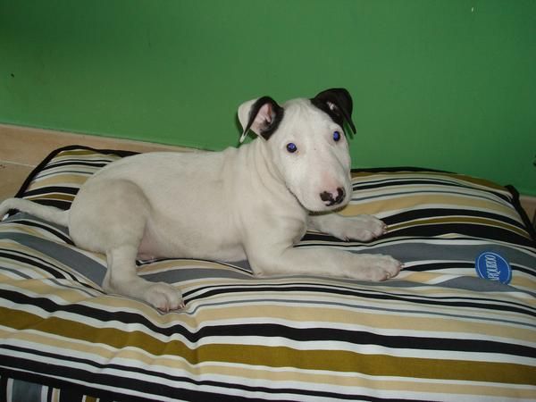 EL RINCON DEL CACHORRO BULL TERRIER DISPONIBLES