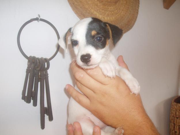 Jack Ruusell Terrier disponibles.