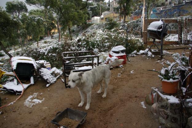 Perro guardian