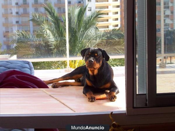 regalo rottweiler