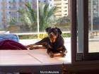 regalo rottweiler - mejor precio | unprecio.es