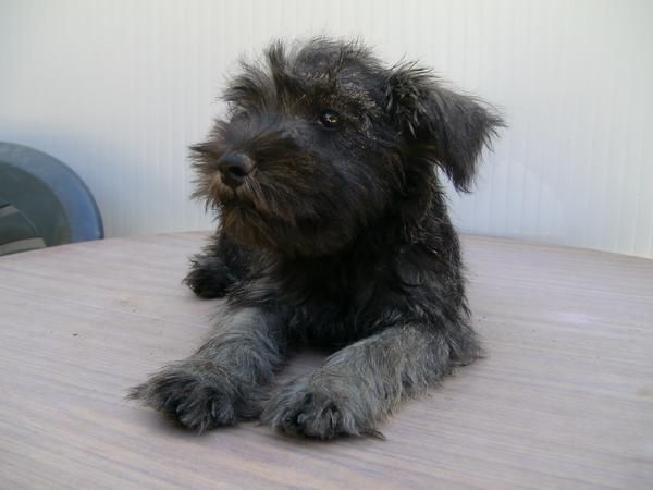 se vende schnauzer miniatura