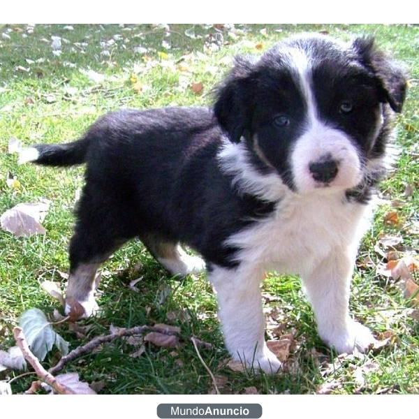 un cachorro Border Collie