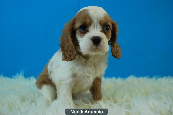 Autenticos Cavalier King Chales con dos meses