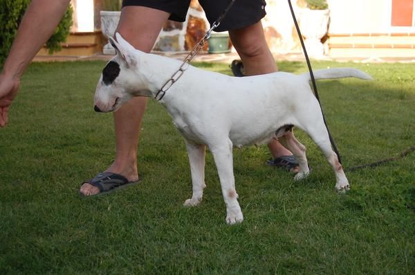 Bull terrier con pedigree loe 600 euros.