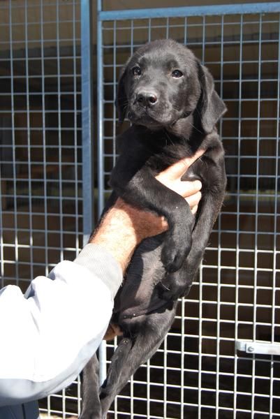 cachorro de LABRADOR NEGRO CON PEDIGREE  280