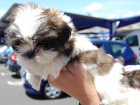 camada de SHIH TZU con PEDIGREE 420? - mejor precio | unprecio.es