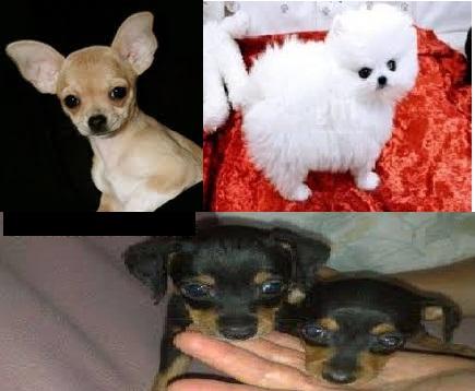 me gustaria un chihuahua ,pomerania toy macho o hembra ,o raton de praga hembra por 80€