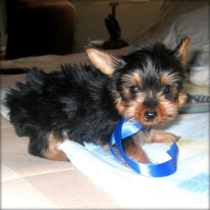 precioso cachorro Yorkie taza de té para usted.