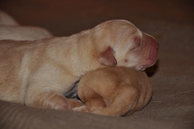 Preciosos  cachorros de LABRADOR RETRIEVER