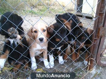 Regalo Cachorros cruce con Setter Inglés