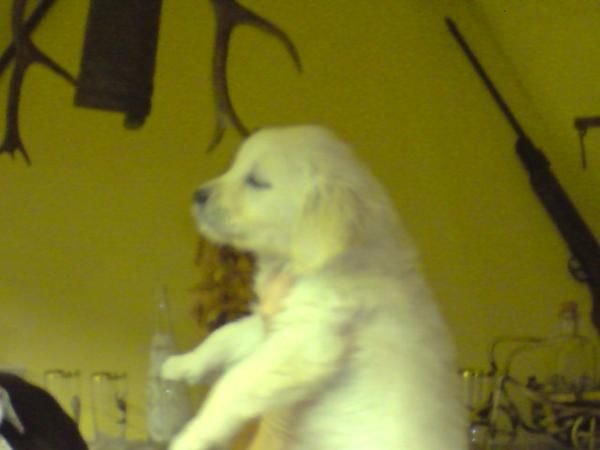 Se venden golden retriever