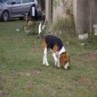 vende beagle tricolor - mejor precio | unprecio.es