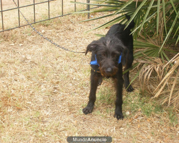 Blas, un precioso cachorro