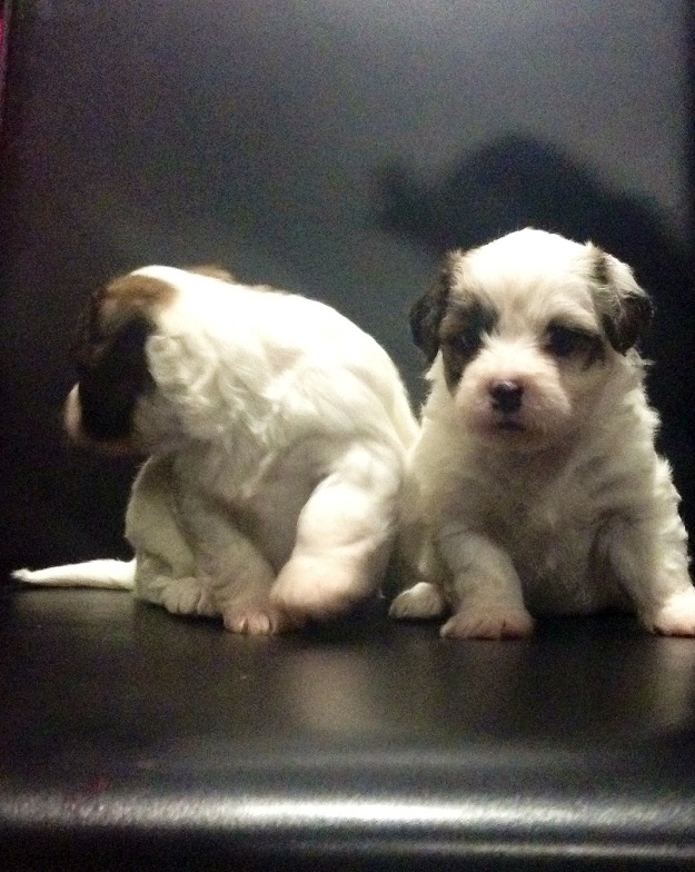 Cachorritos peluches bichon habaneros