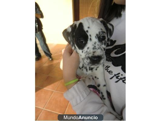 cachorros Dalmata para adopcion