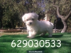 Excepcionales cachorros de Bichon Males con pedigree y garantia - mejor precio | unprecio.es