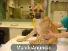 ONA, UNA CACHORRITA PASTOR BELGA MUY ESPECIAL...ADOPTALA! - mejor precio | unprecio.es