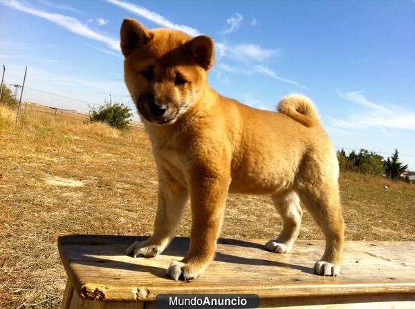 Shiba inu, cachorritos de calidad¡¡, posiblemente los unicos criadores activos en la peninsula