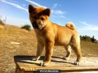 Shiba inu, cachorritos de calidad¡¡, posiblemente los unicos criadores activos en la peninsula - mejor precio | unprecio.es