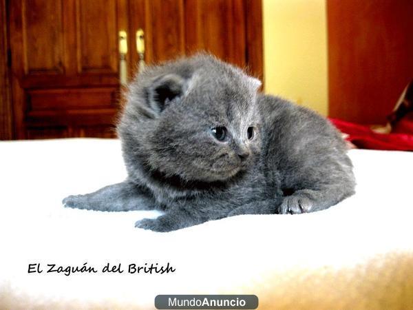 British shorthair