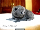 British shorthair - mejor precio | unprecio.es