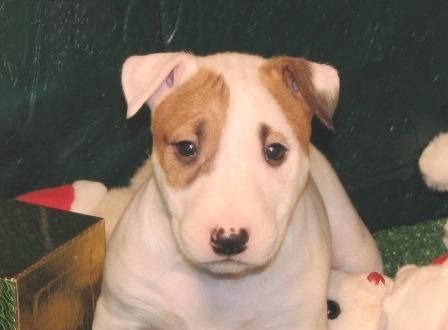 Cachorro de Bullterrier Excelente que busca una casa buena