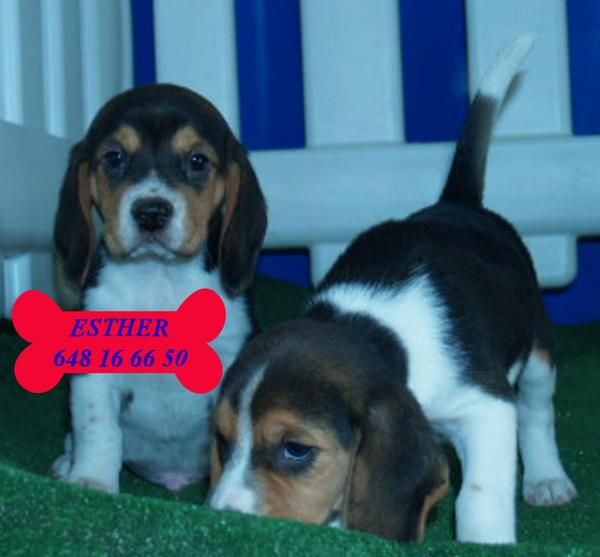 Cachorros de Beagle ¡no te quedes sin él