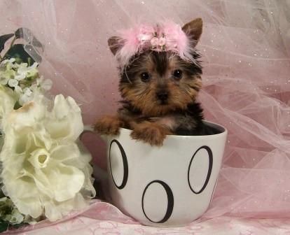 Camada Yorkshire Terrier Minis 120  Transportes Incluidos