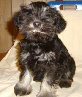 Mini Schnauzers CKC reg'd