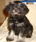 Mini Schnauzers CKC reg'd - mejor precio | unprecio.es