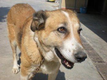 Perrita mayor encontrada en Vilafranca