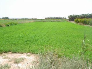 Terreno/Finca Rstica en venta en Albatera, Alicante (Costa Blanca)