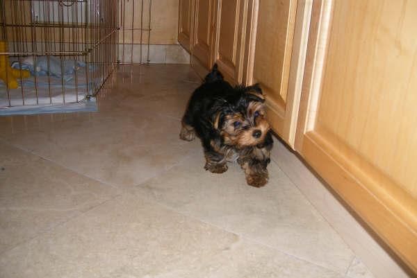 Yorkshire terrier -