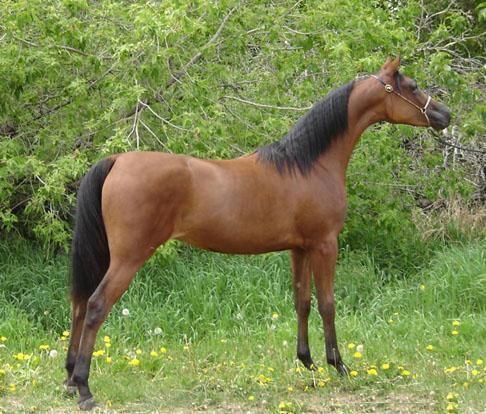 ** Marrón ARABIAN Mare! ***