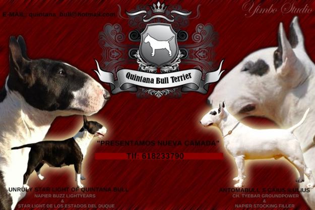 Cachorro Bull Terrier de Calidad